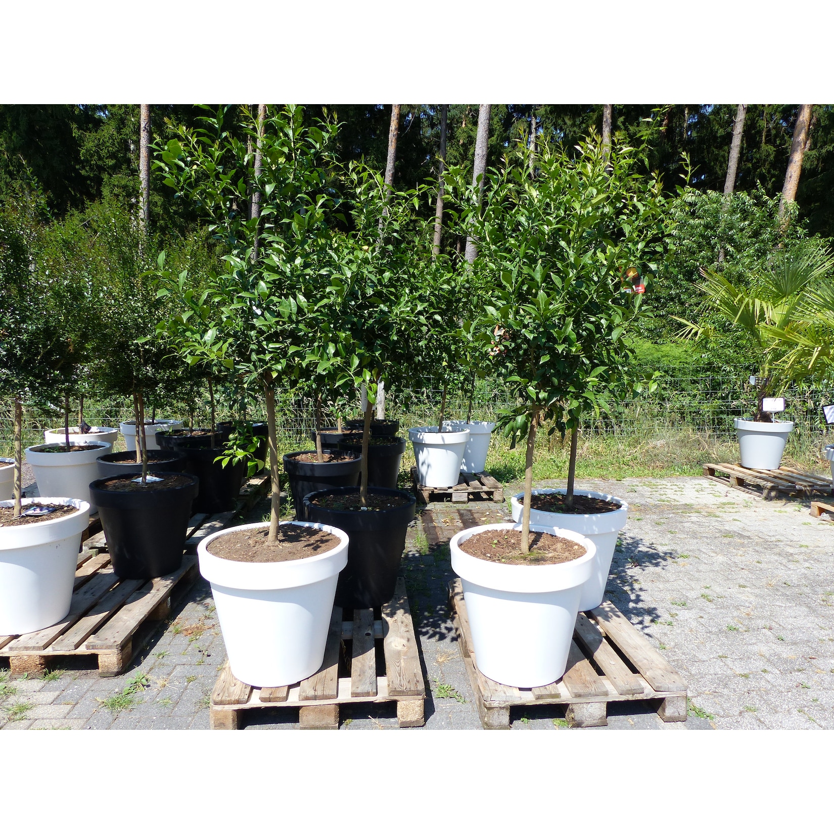 Citrus Yuzu 190 - 210 cm im E&K Pflanzkübel Zitronenbaum Zitrone japanische Zitrone winterhart