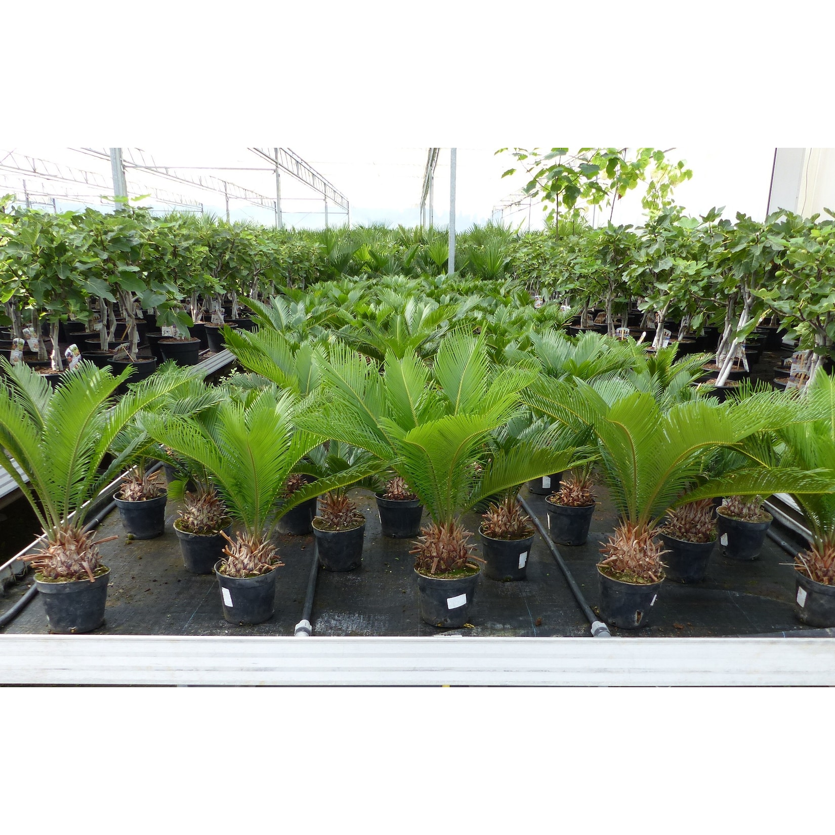 Cycas Revoluta 60 cm Palmfarn Sagopalme Palme, innen + außen