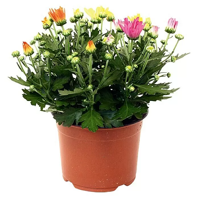 Piardino Herbst-Chrysantheme (Chrysanthemum indicum Hybride, Topfgröße: 14 cm, Sortenabhängig)
