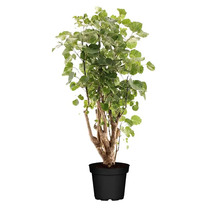 Piardino Fiederaralie (Polyscias fruticosa, Topfgröße: 19 cm)