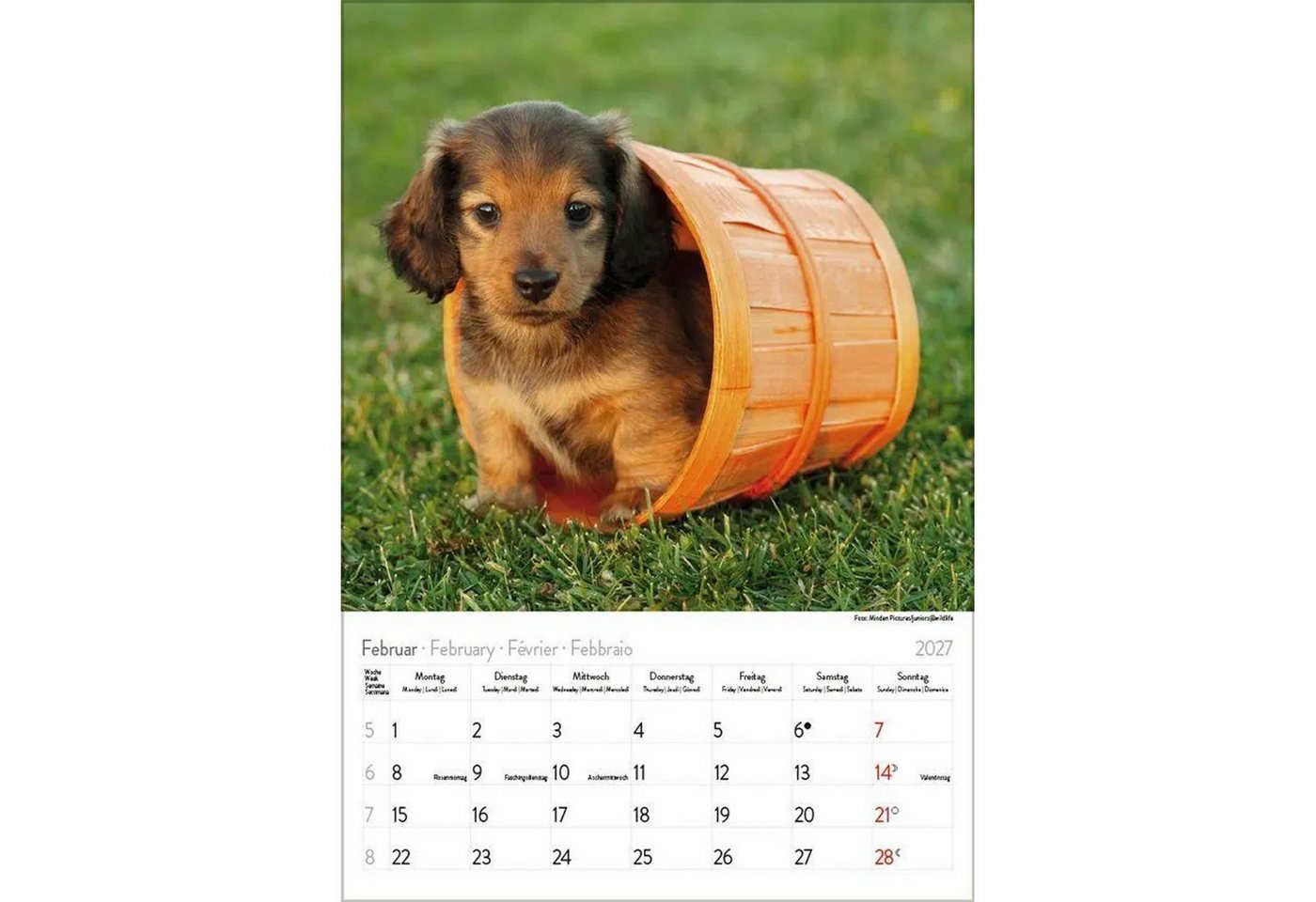Korsch Verlag Wandkalender Dackel 2027