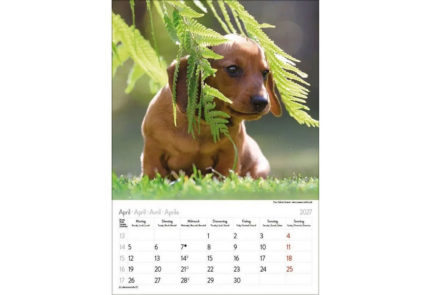 Korsch Verlag Wandkalender Dackel 2027 Bild 2