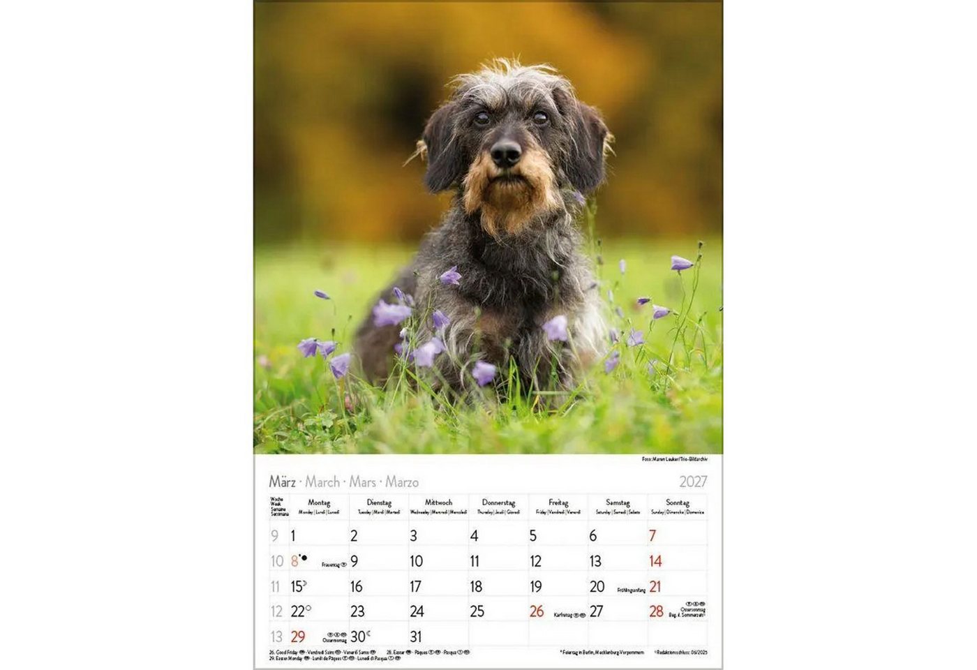 Korsch Verlag Wandkalender Dackel 2027 Bild 4