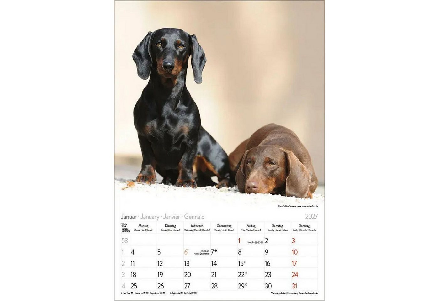 Korsch Verlag Wandkalender Dackel 2027 Bild 5