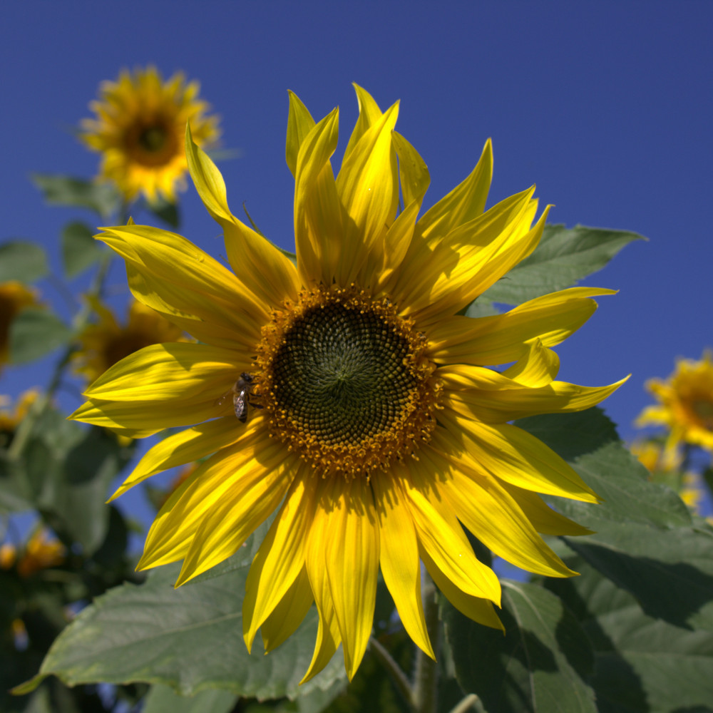 Sonnenblumen Helianthus Annuus 25 Kg Zierzwecke Blumensamen Sonnenblumensamen