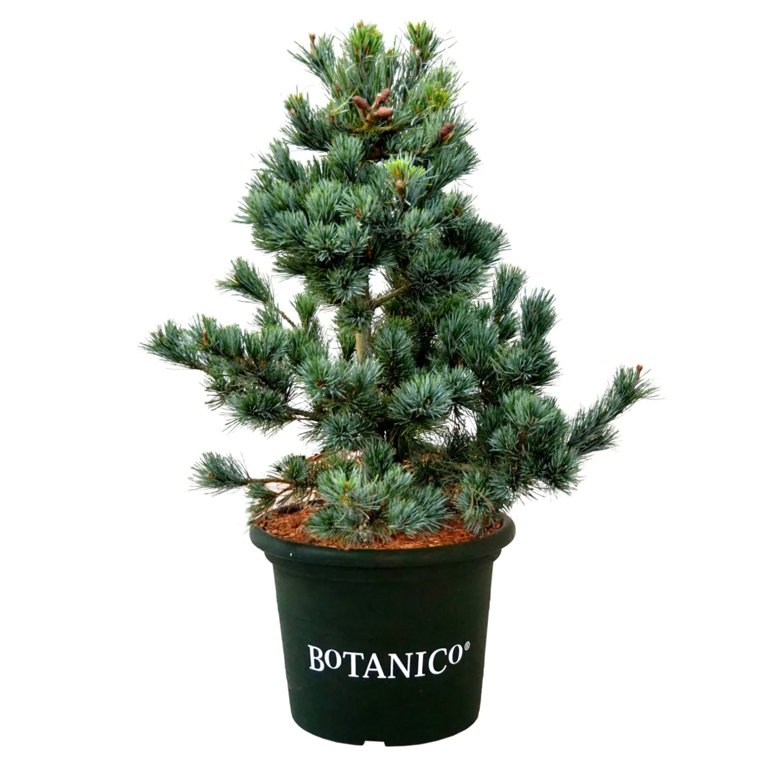 Japanische Mädchen-Kiefer Negishi Höhe 60-70 cm Topf 15, Pinus parviflora