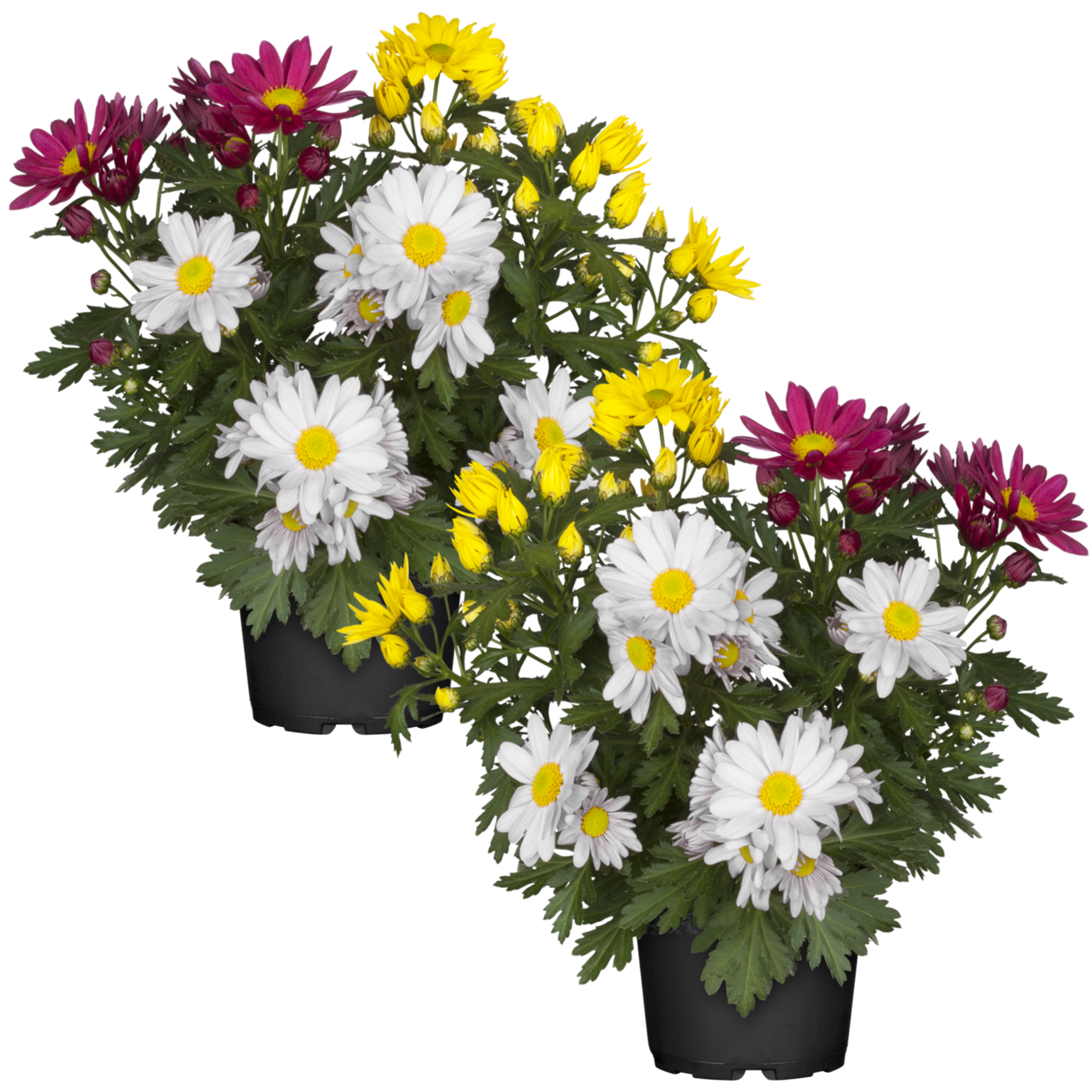 toom Chrysantheme 'Swifty's Trio' 10,5 cm Topf, 3er-Set