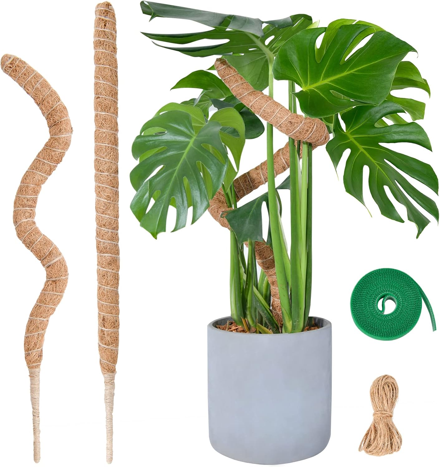 Tuteur En Mousse Pour Monstera, Treillis Flexible De 60 Cm Avec Accessoires Pour Plantes Grimpantes, En Fibre De Coco, Fait Main, Pour Plantes D'Intérieur.