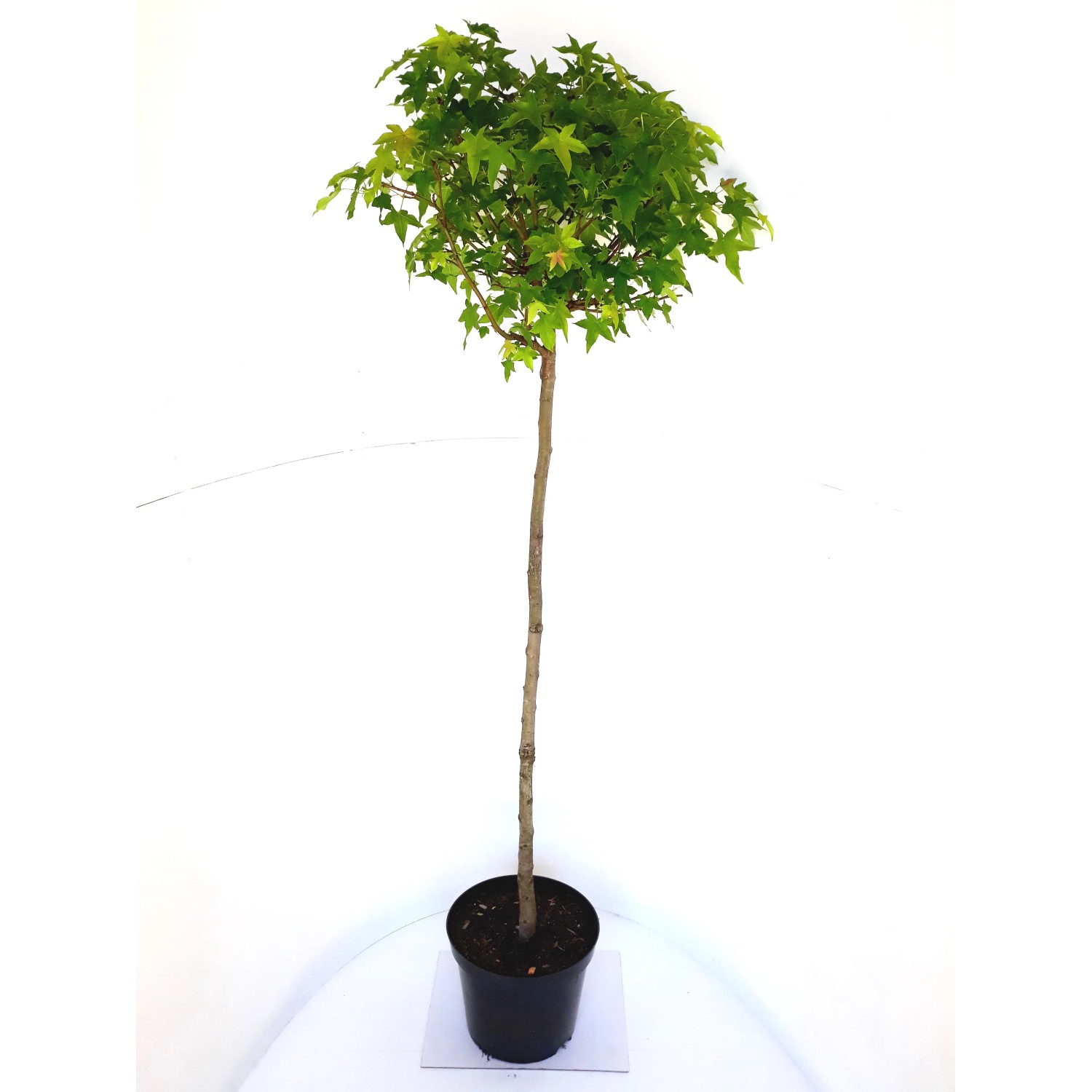 Pflanzen-Boering Kugel-Amberbaum Hochstamm Gesamthöhe 250 cm Stammhöhe 180 cm Liquidambar Gumball