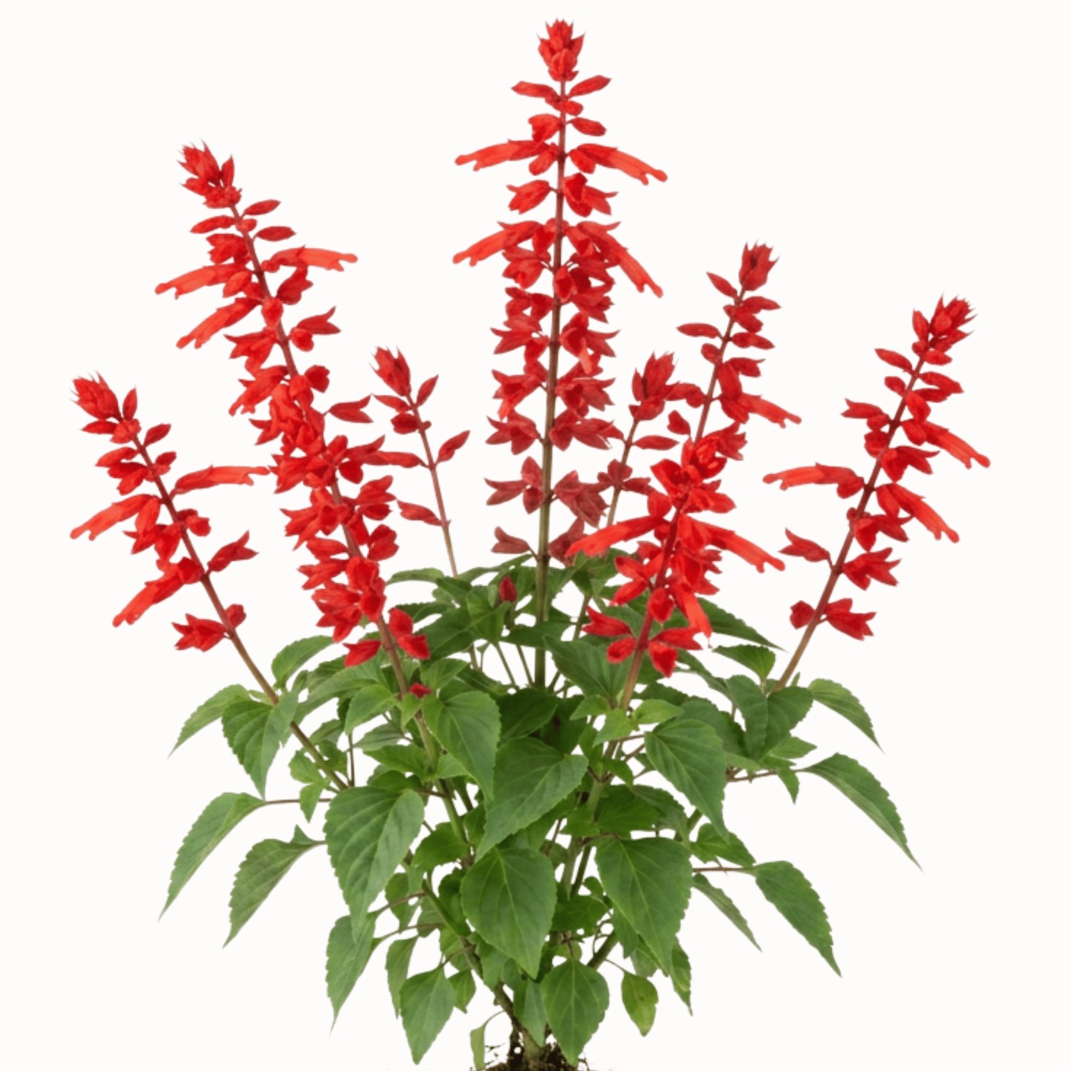 LaCaTho Roter Salbei Samen Salvia Splendens 250 Samen Feuersalbei Rote Blüten