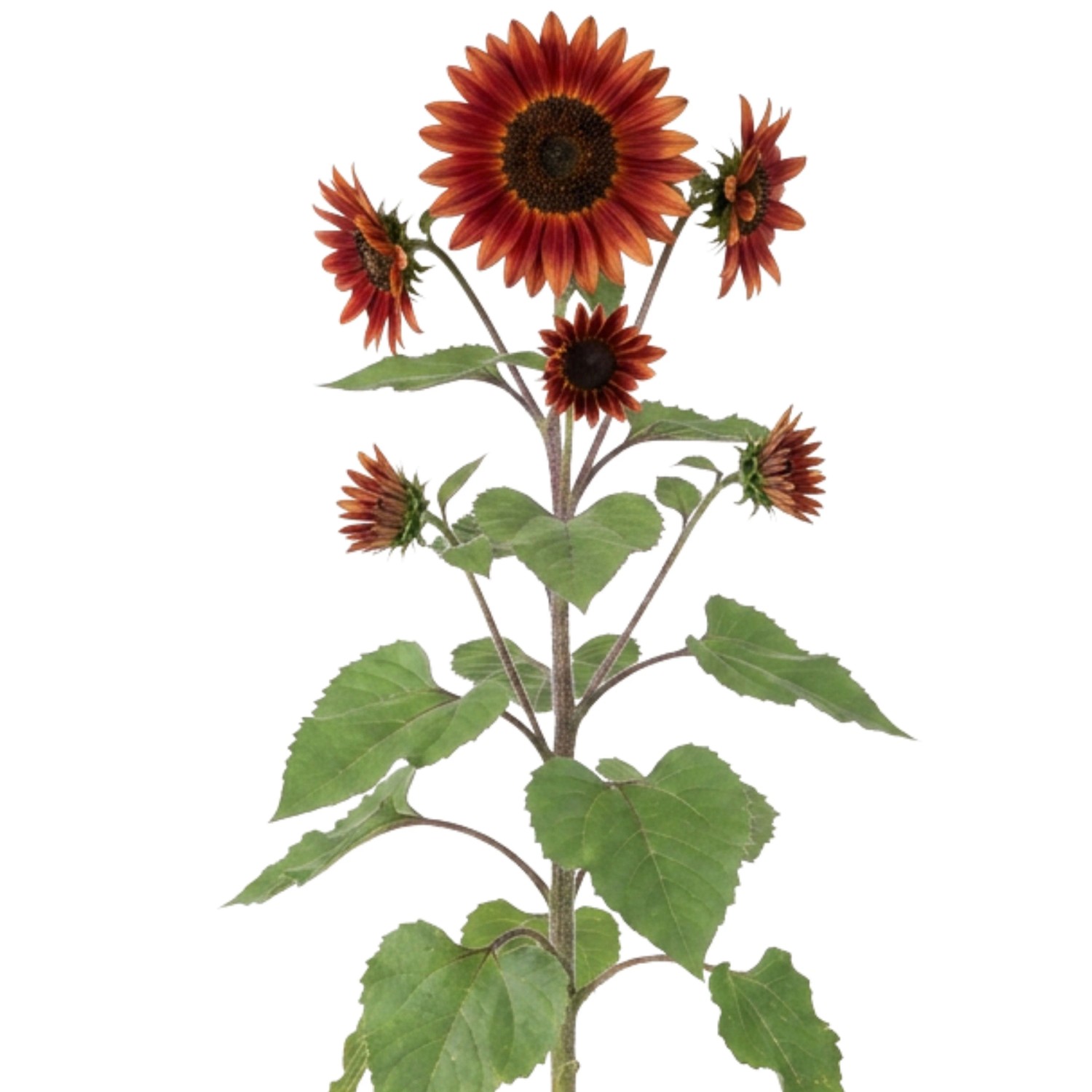 LaCaTho Sonnenblume Abendsonnenblume Samen Helianthus Annuus 100 Samen Rot Blüten