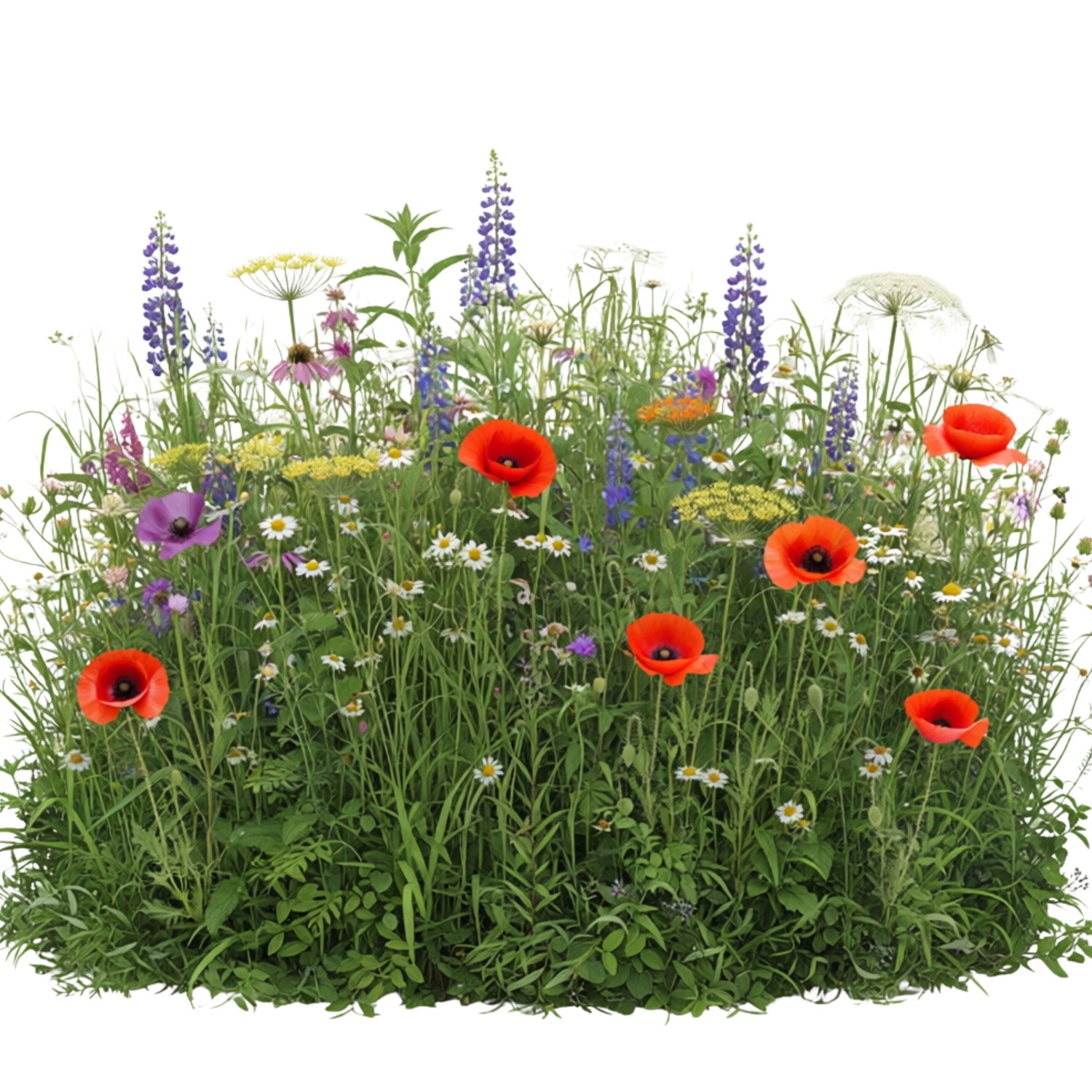 LaCaTho Nachtfalter Mischung Samen 10000 Samen Wildblumenmischung Bienenweide