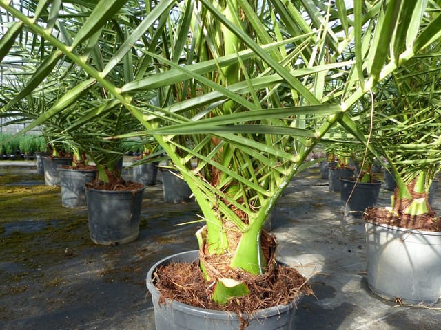 2 Stück Palme 90-120 cm, Phoenix canariensis, kanarische Dattelpalme, kräftige Palmen, keine Jungpflanzen