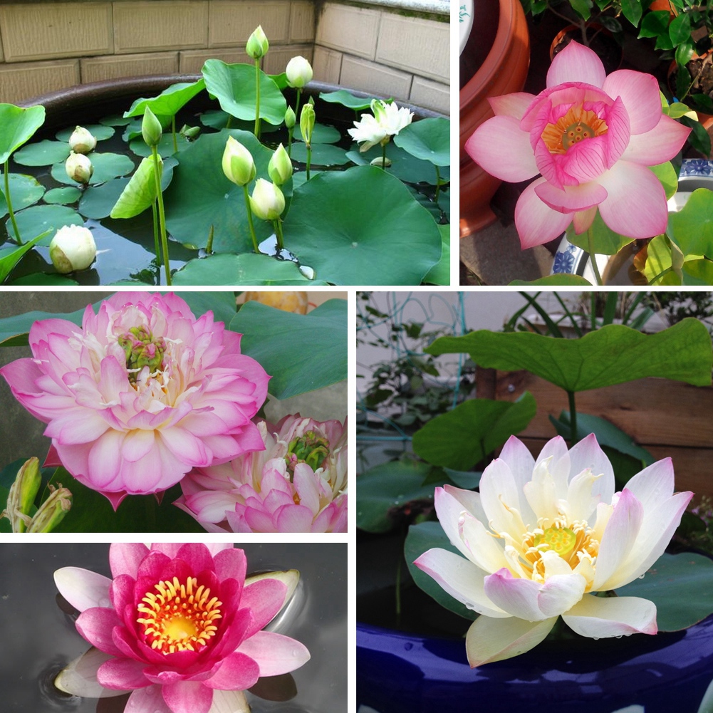 5 Wasserlotus-samen, Lotusblume Für Teiche, 5 Samentütchen, Wasserpflanze Für Den Garten