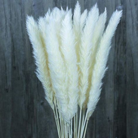 30/60 Stück Natürlich Getrocknete Pampasgrasblüten, Hochzeitsblumenstrauß, Schilfrohrstrauß Für Blumenarrangements Und Heimdekoration (weiß, 30 Stück)