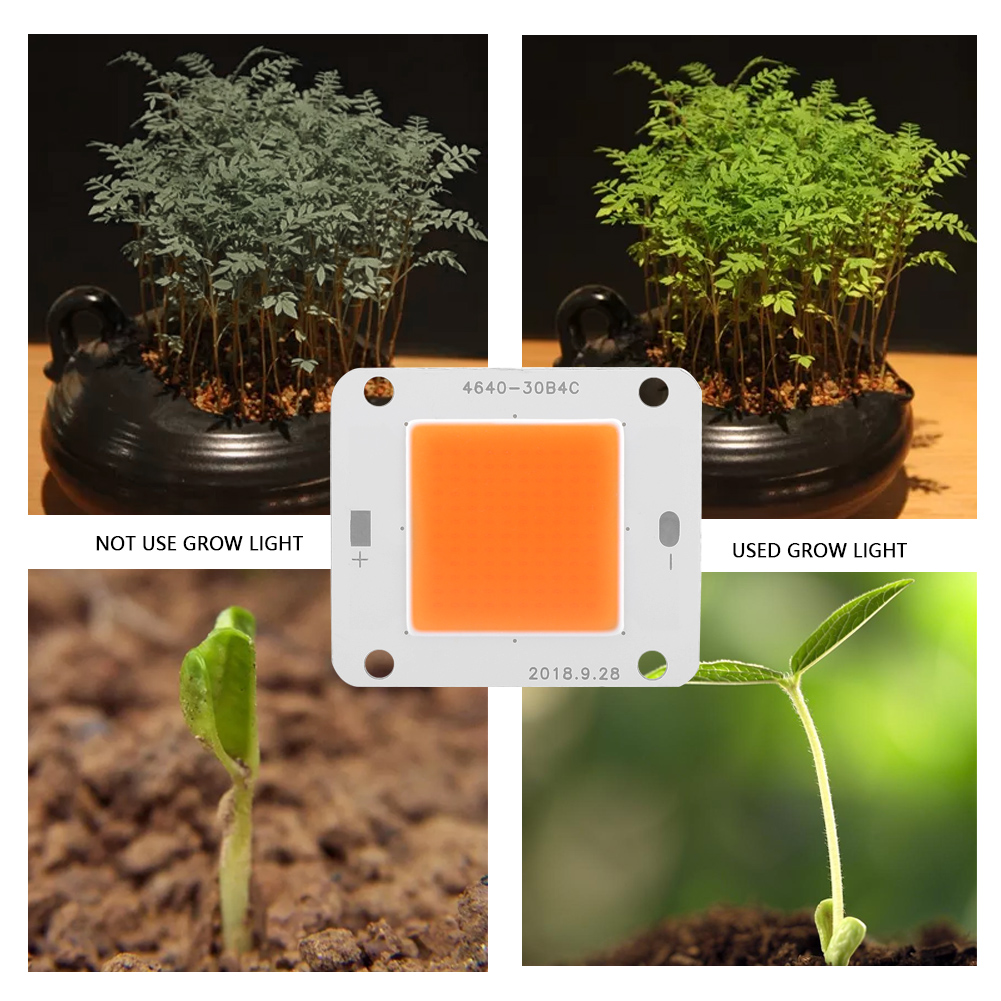 Dc12v 50w Cob Led-chip Vollspektrum Pflanzenlampe Lichtquelle