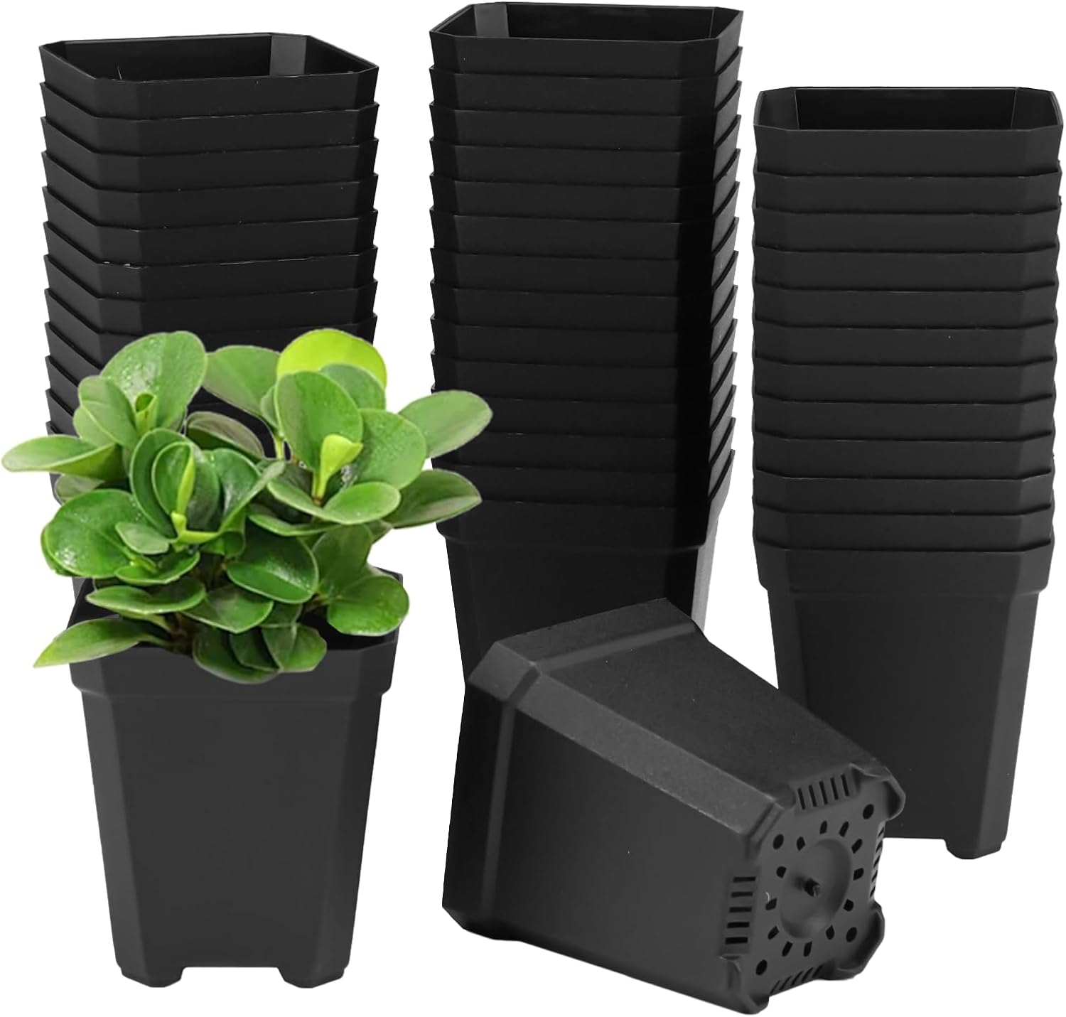 100er-pack Quadratische Anzuchttöpfe – Schwarzer Kunststoff, 5,5 Cm – Perforierter Boden Mit Wasserabfluss – Für Stecklinge, Veredelung Und Gemüse – Für Drinnen Und Draußen