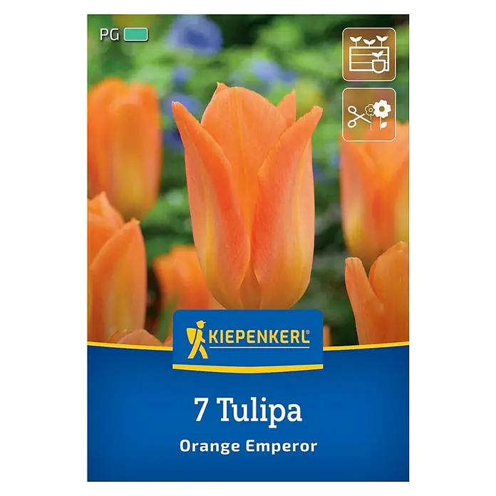 Kiepenkerl Herbstblumenzwiebel Fosteriana-Tulpe Orange Emperor 7 Pflanze
