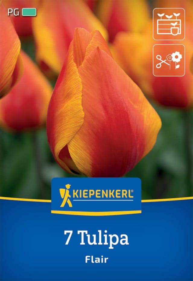 Kiepenkerl Herbstblumenzwiebel Einfache Frühe Tulpe Flair 7 Pflanzen