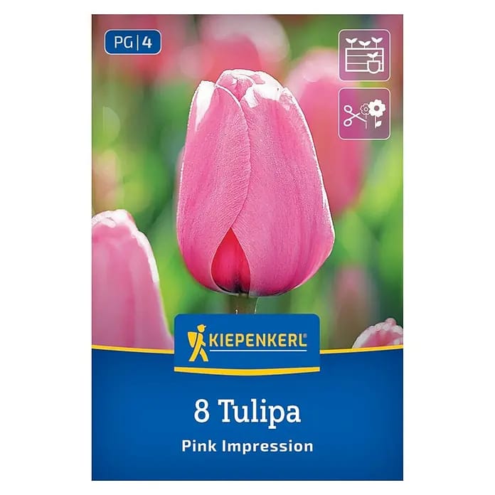 Kiepenkerl Herbstblumenzwiebel Darwin-Hybrid-Tulpe Pink Impression 8 Pflanzen