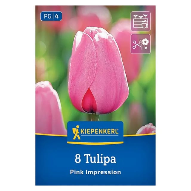 Kiepenkerl Herbstblumenzwiebel Darwin-Hybrid-Tulpe Pink Impression 8 Pflanzen