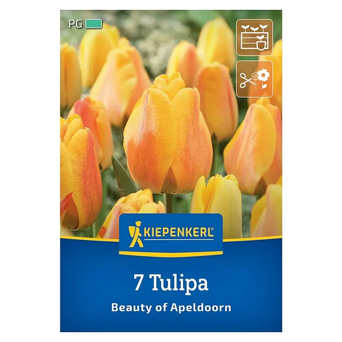 Kiepenkerl Herbstblumenzwiebel Darwin-Hybrid-Tulpe Beauty of Apeldoorn 7 Pflanzen