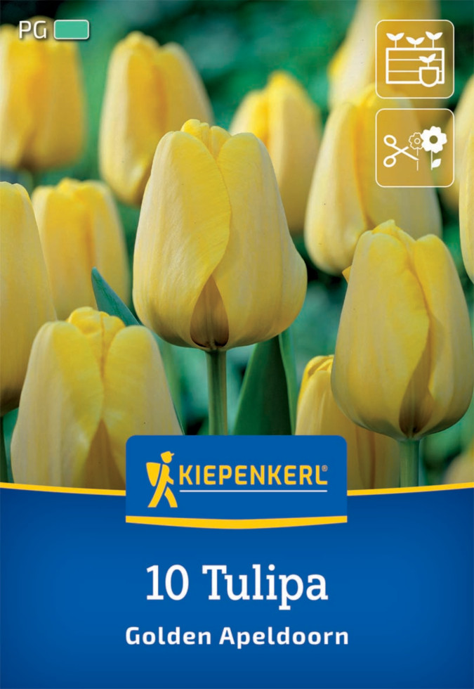 Kiepenkerl Herbstblumenzwiebel Darwin-Hybrid-Tulpe Golden Apeldoorn 10 Pflanzen Bild 2