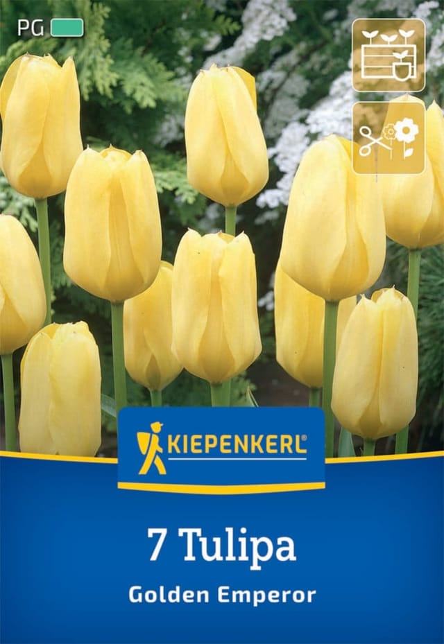 Kiepenkerl Herbstblumenzwiebel Fosteriana-Tulpe Golden Emperor 7 Pflanzen