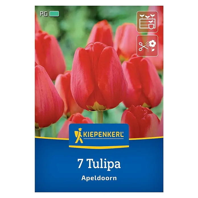 Kiepenkerl Herbstblumenzwiebel Darwin-Hybrid-Tulpe Apeldoorn 7 Pflanzen