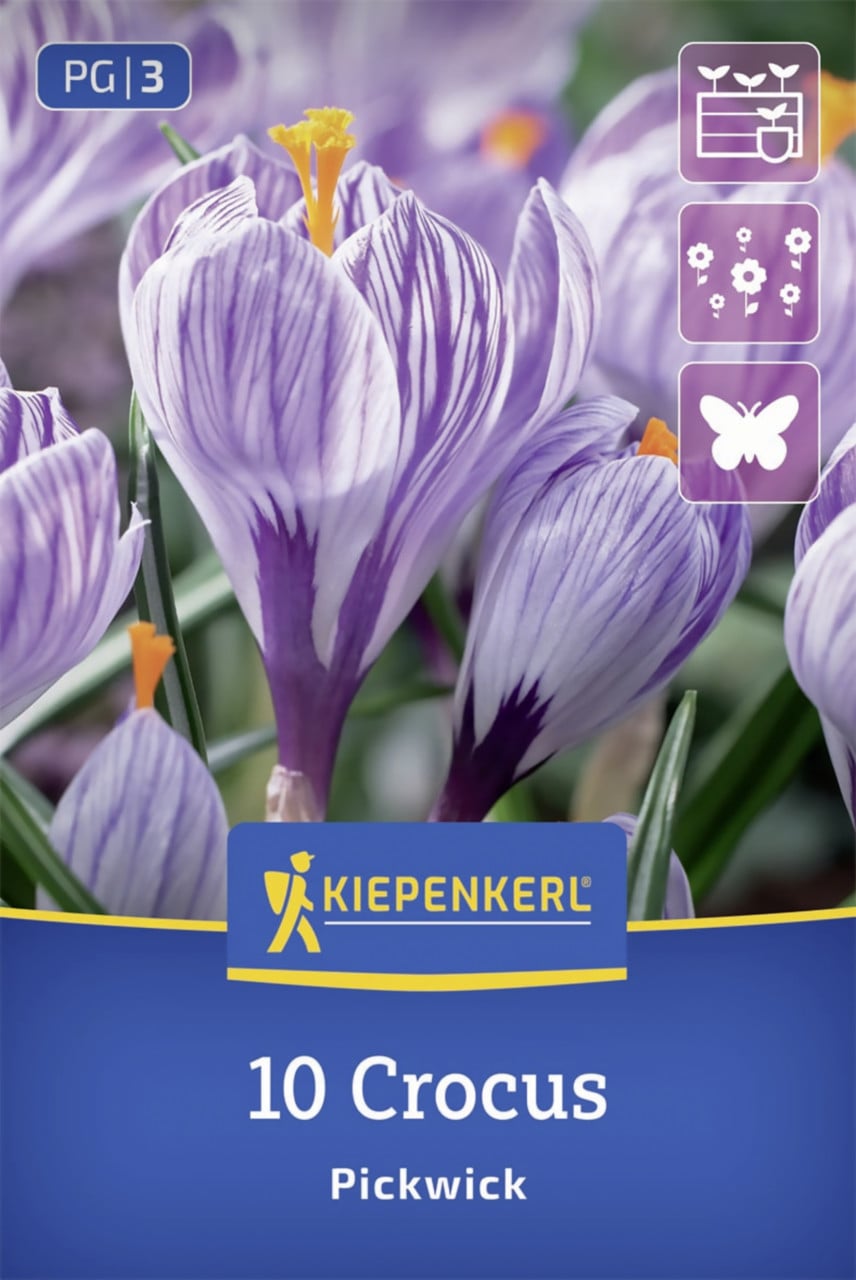 Kiepenkerl Großblumiger Krokus Pickwick lila 10 Stück