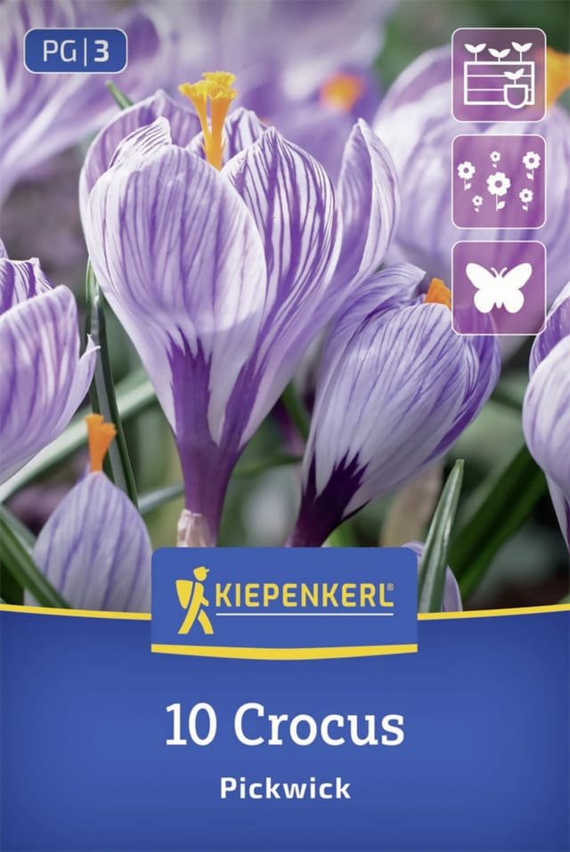 Kiepenkerl Großblumiger Krokus Pickwick lila 10 Stück