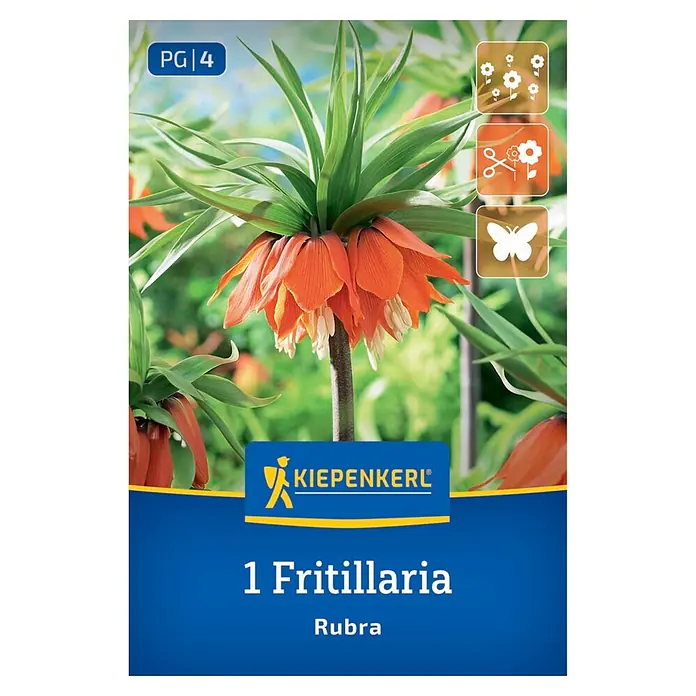 Kiepenkerl Kaiserkrone Rubra orange 1 Stück