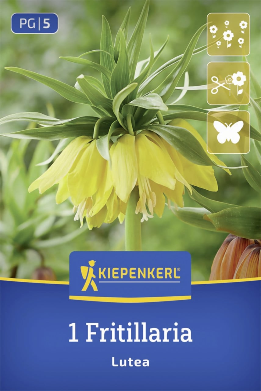 Kiepenkerl Kaiserkrone Lutea gelb 1 Stück Bild 2