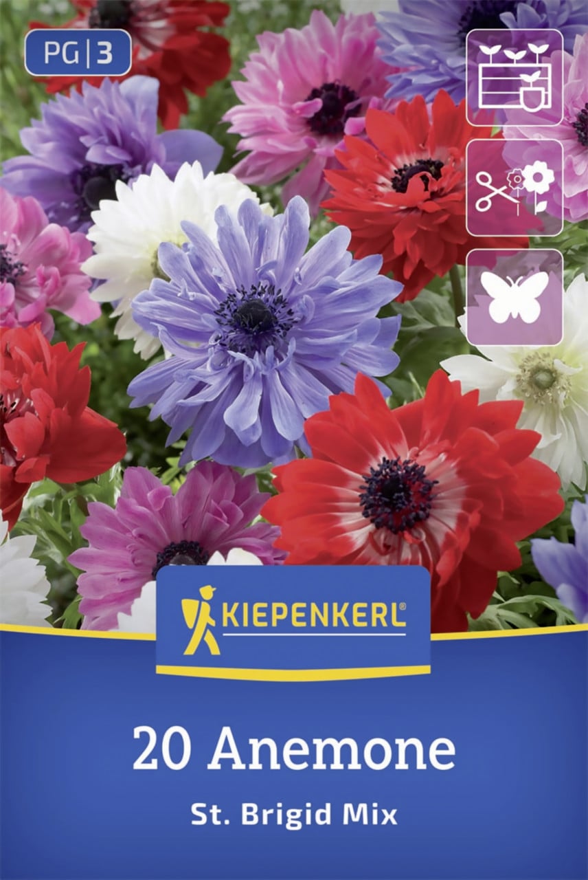 Kiepenkerl Kronen-Anemone Brigid Mischung mehrfarbig 20 Stück Bild 2