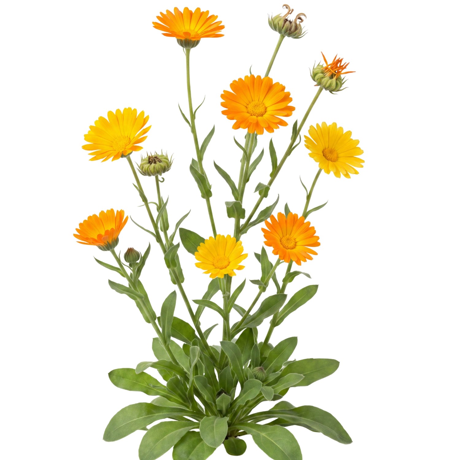 LaCaTho Ringelblume Samen Calendula Officinalis 1000 Samen Orange Blüten Heilpflanze