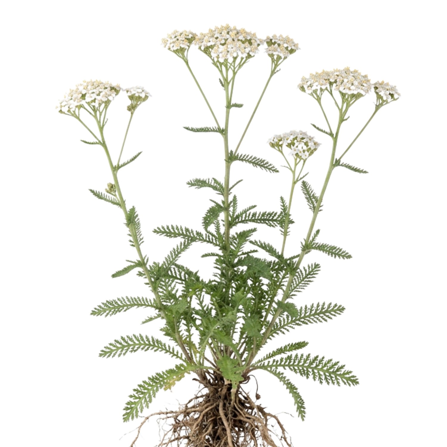 LaCaTho Schafgarbe Gewöhnliche Samen Achillea Millefolium 10000 Samen Heilpflanze