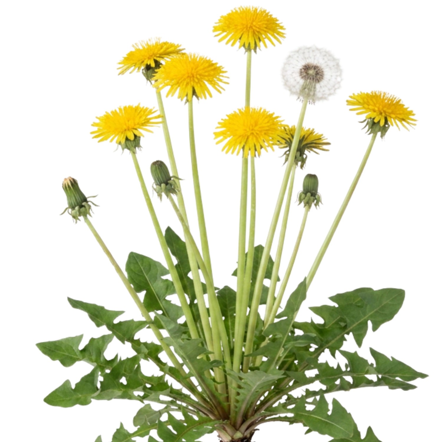LaCaTho Löwenzahn Samen Taraxacum Officinale 10000 Samen Gelbe Blüten Wildkraut Speisepflanze