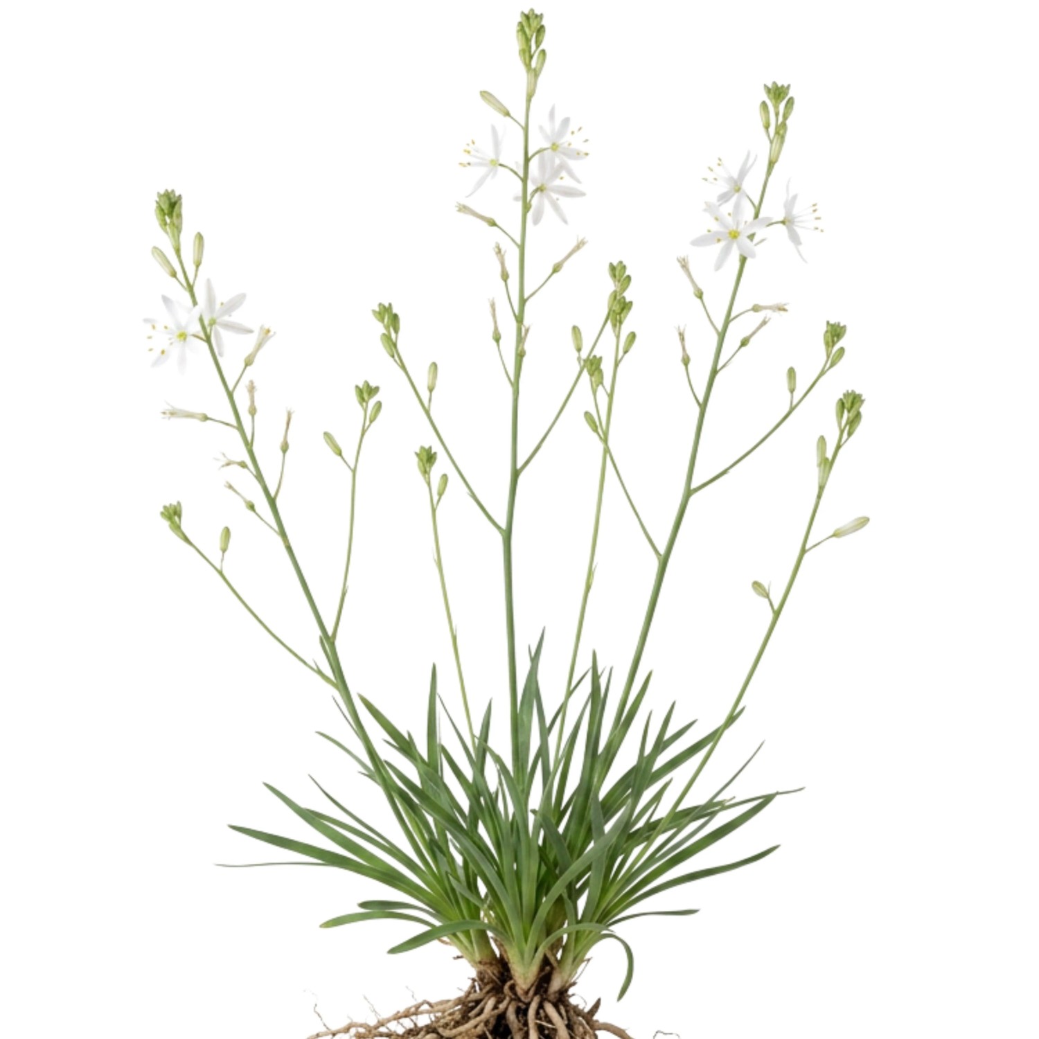 LaCaTho Astlose Graslilie Samen Anthericum Liliago 500 Samen Weiße Blüten Wildstaude
