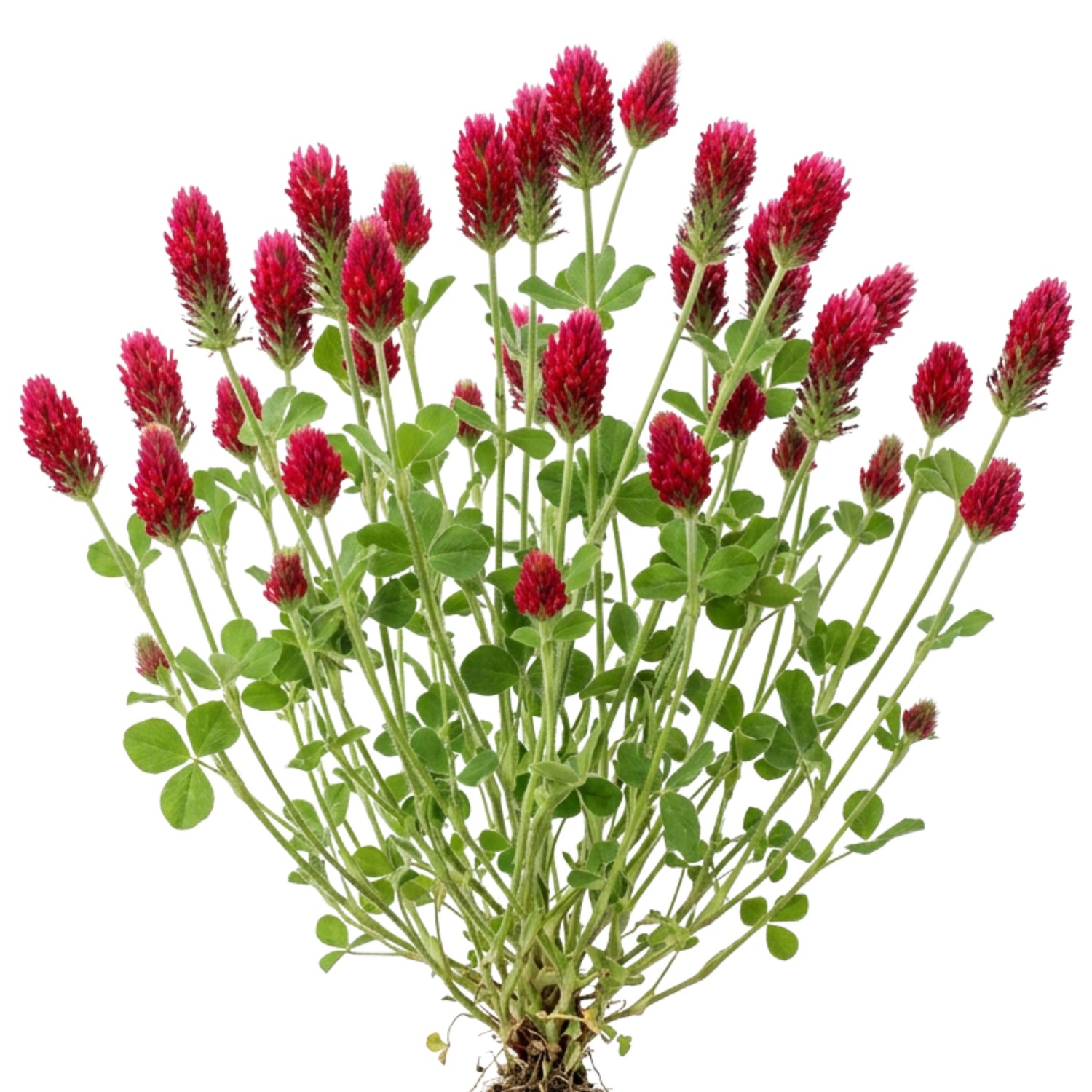 LaCaTho Inkarnatklee Samen Trifolium Incarnatum 60000 Samen Rote Blüten Gründüngung