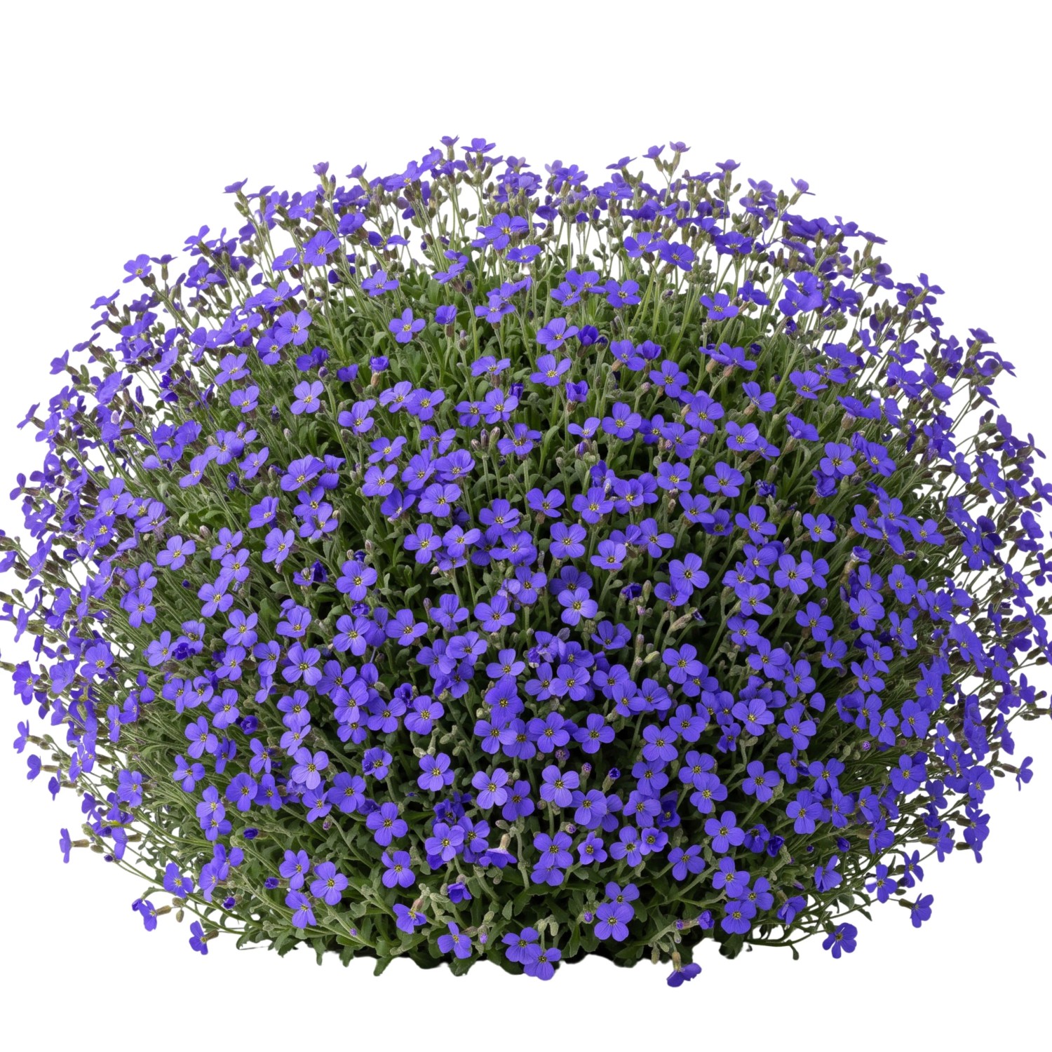 LaCaTho Blaukissen Samen Aubrieta 500 Samen Blaue Blüten Steingarten Bodendecker