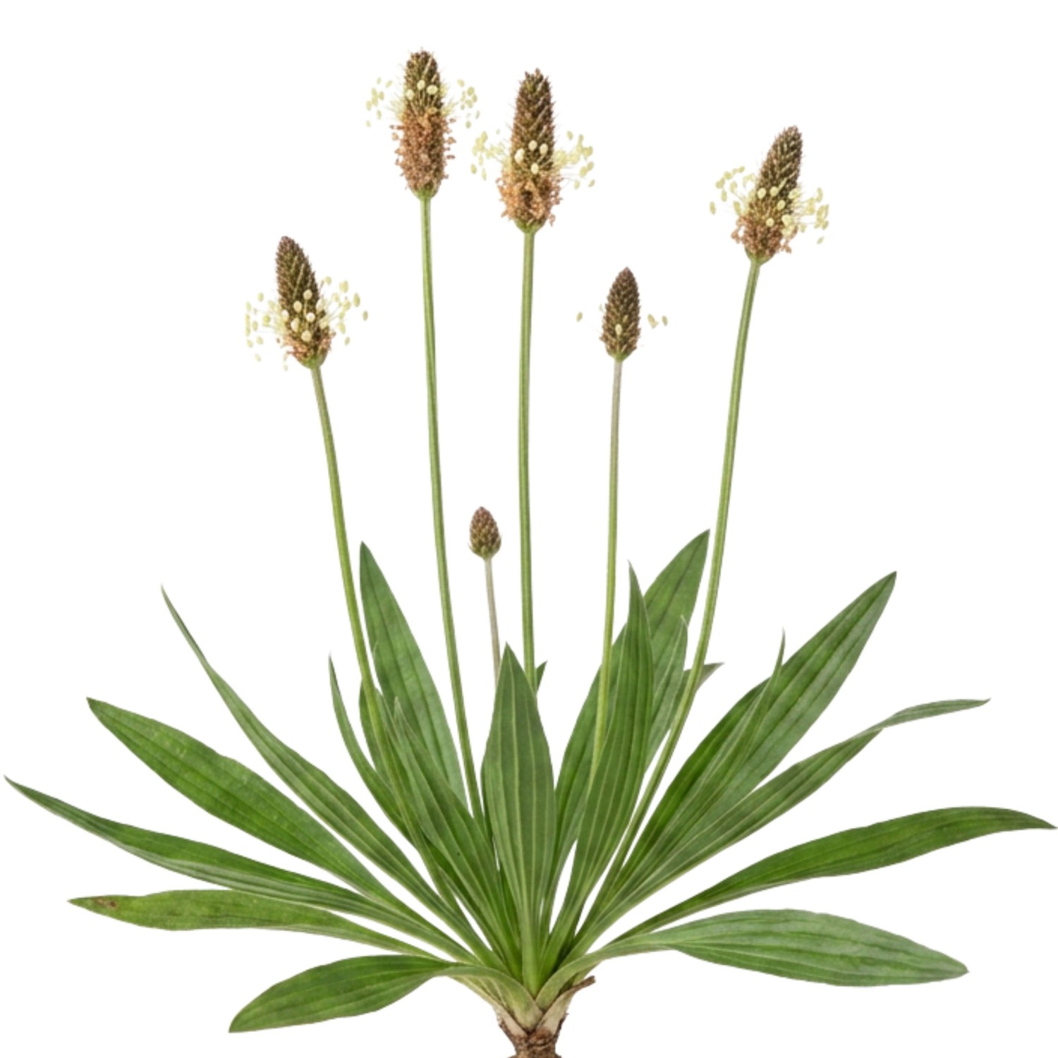 LaCaTho Spitzwegerich Samen Plantago Lanceolata 1000 Samen Heilpflanze Wildkraut