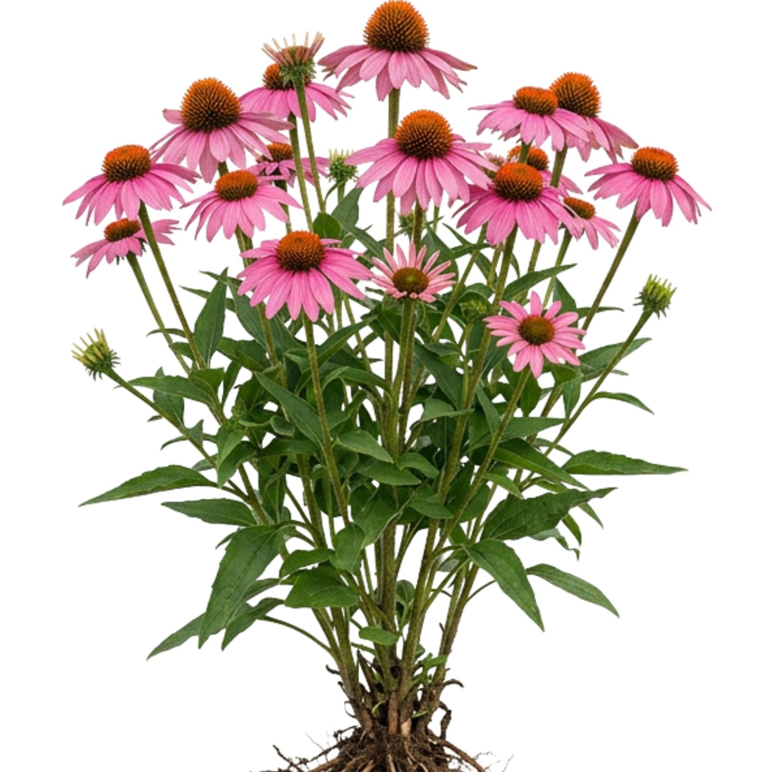 LaCaTho Sonnenhut Rosa Samen Echinacea Purpurea 300 Samen Staude