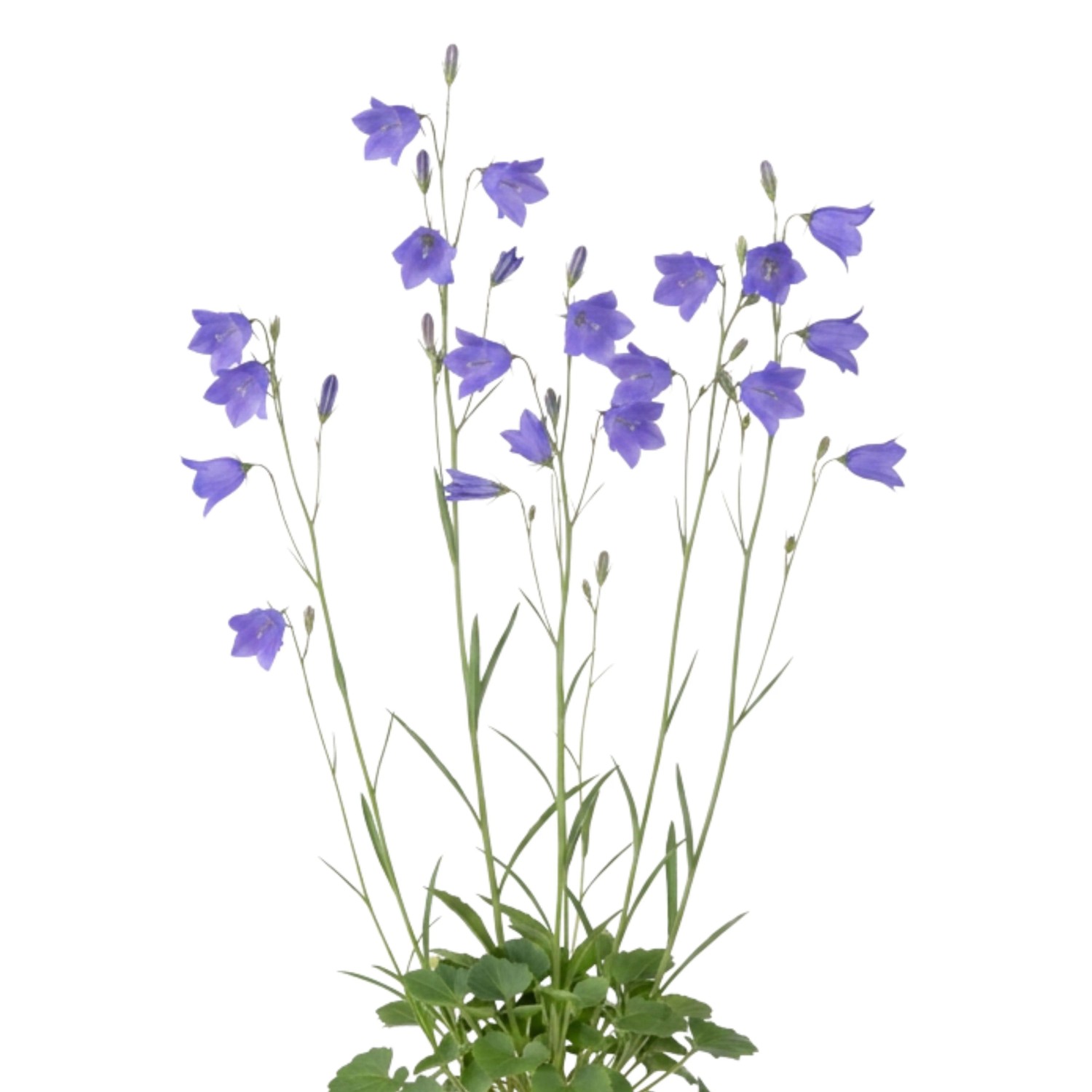 LaCaTho Blaue Glockenblume Samen Campanula 2000 Samen Wildstaude