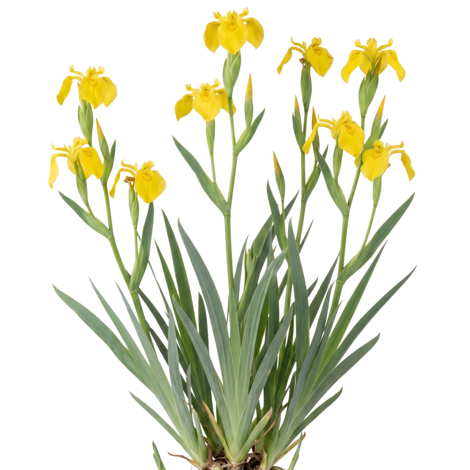 LaCaTho Sumpf-Schwertlilie Samen Iris Pseudacorus 300 Samen Teichpflanze