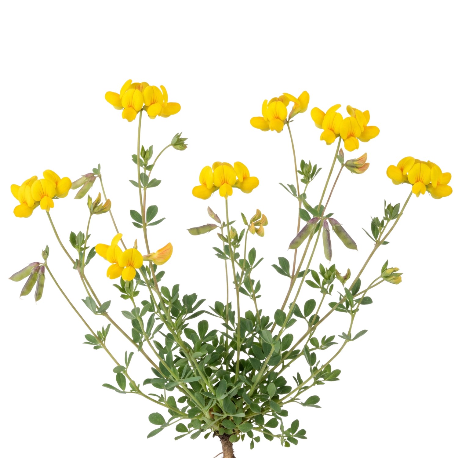 LaCaTho Hornschotenklee Samen Lotus Corniculatus 4000 Samen Gelbe Blüten Bienenweide Weidepflanze