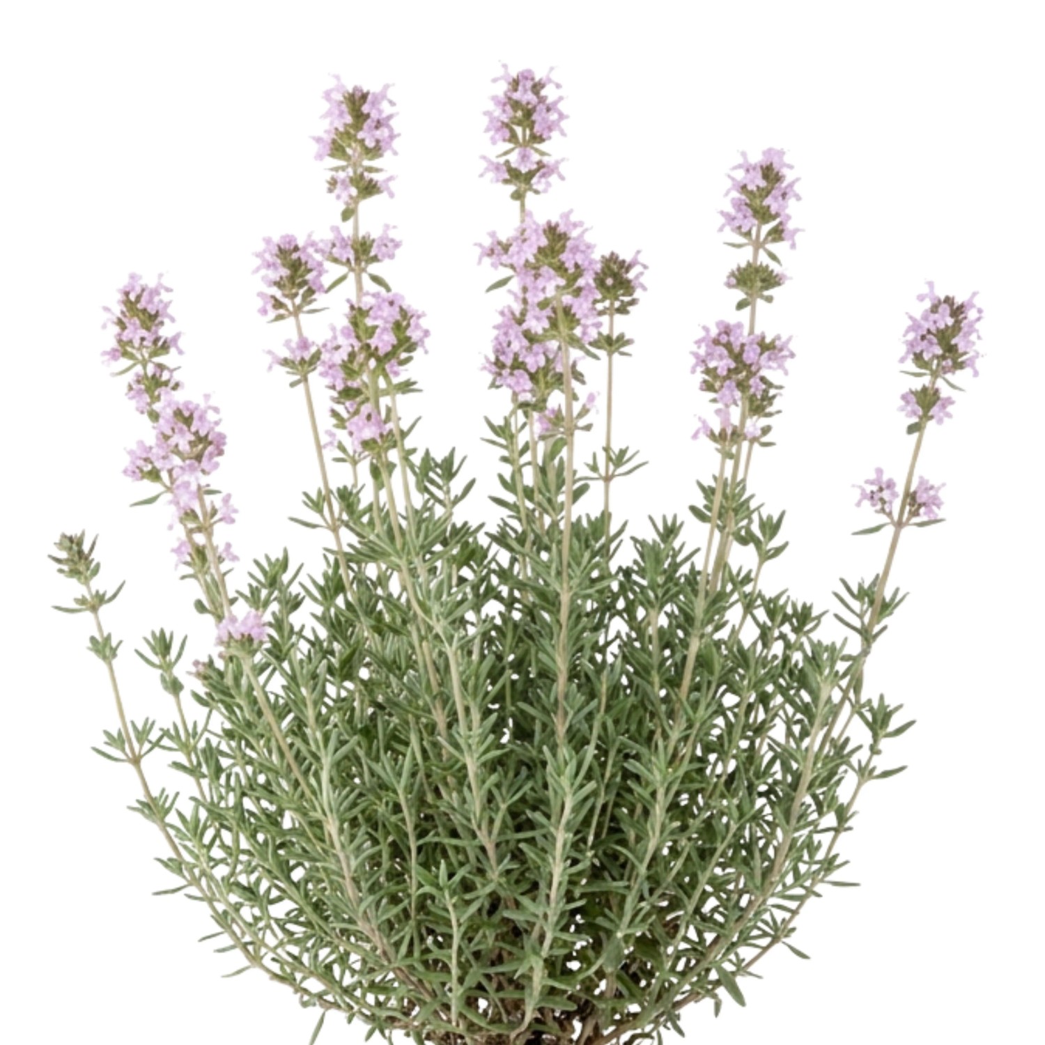 LaCaTho Deutscher Winterthymian Samen Thymus Vulgaris 5000 Samen Küchenkraut