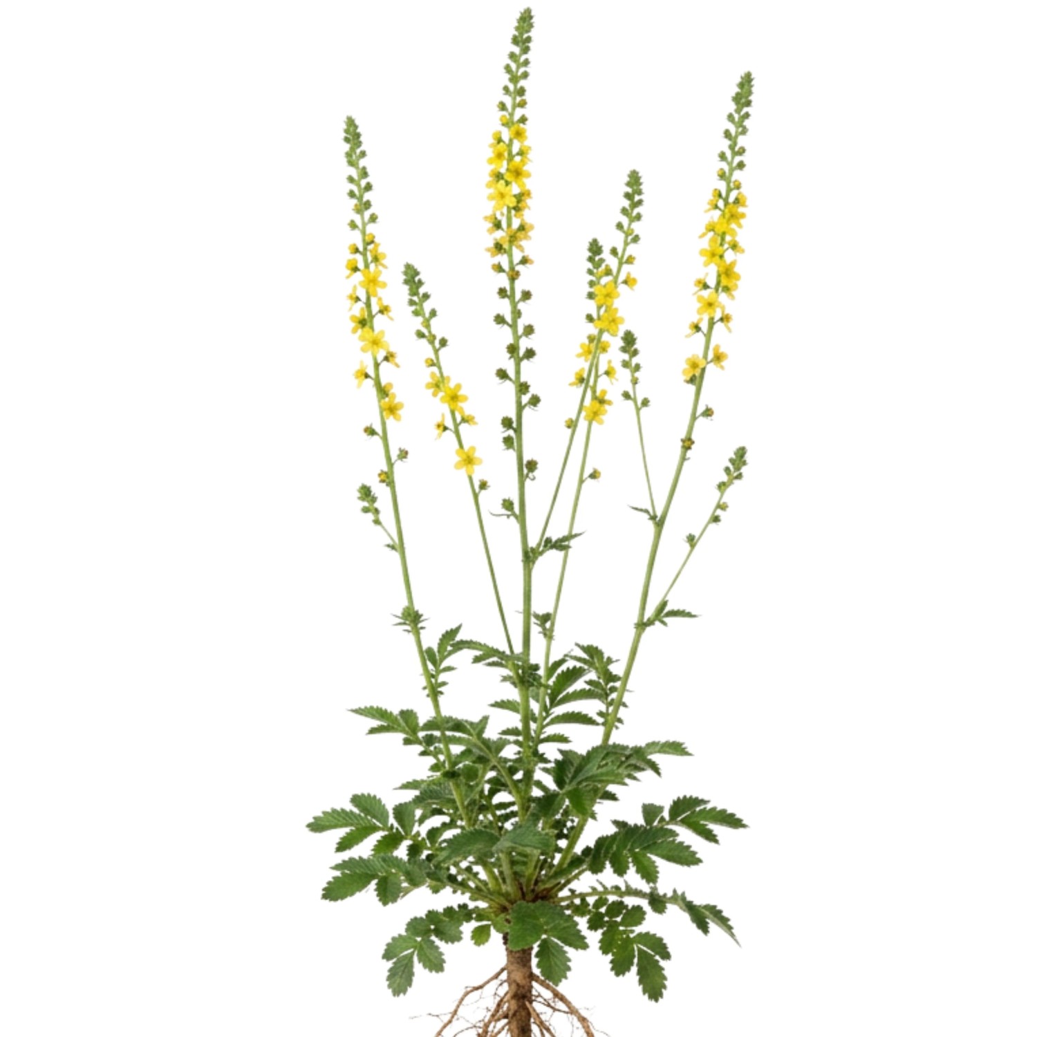 LaCaTho Kleiner Odermennig Samen Agrimonia Eupatoria 250 Samen Heilpflanze