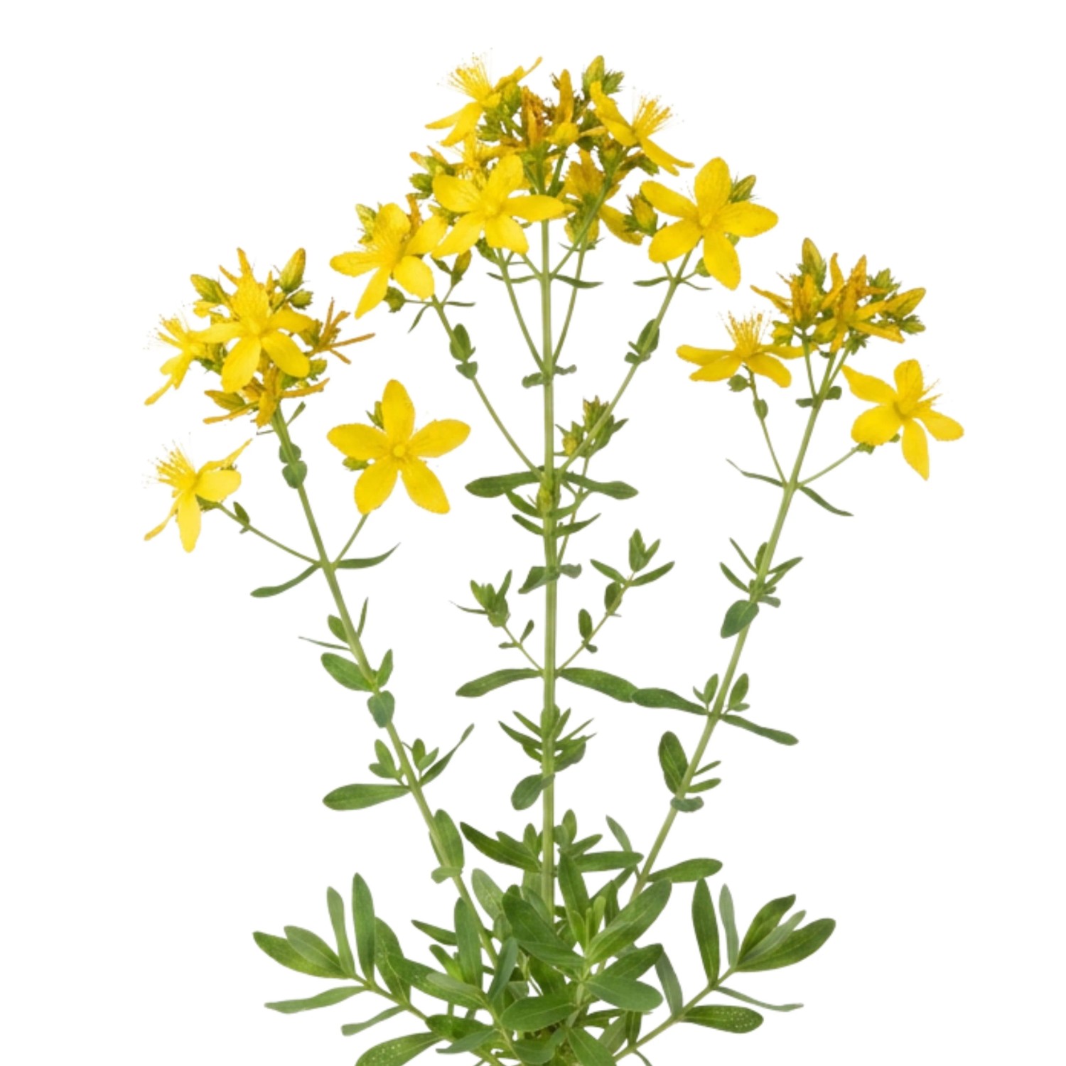 LaCaTho Echtes Johanniskraut Samen Hypericum Perforatum 1000 Samen Gelbe Blüten Heilkraut
