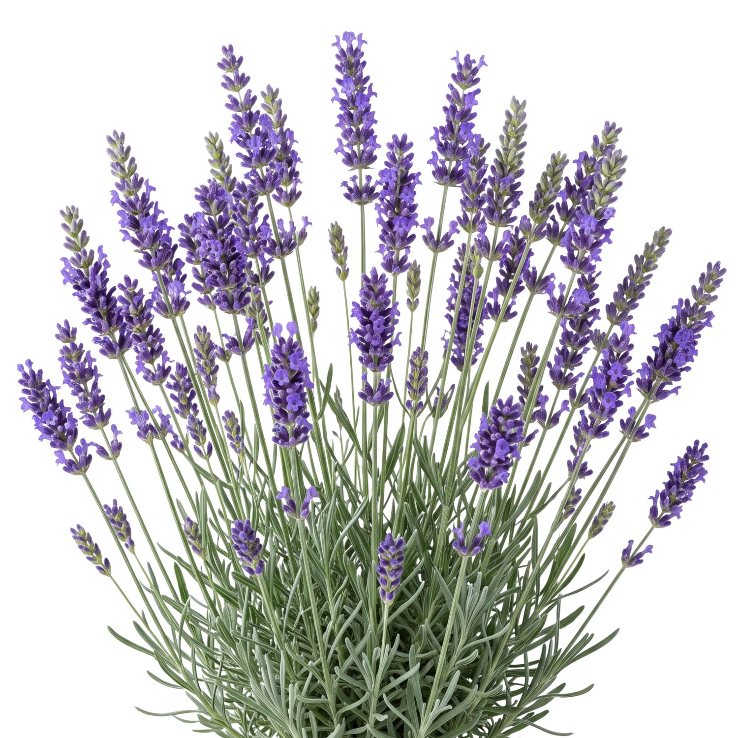 LaCaTho Lavendel Blau Samen Lavandula Angustifolia 1000 Samen Duftpflanze