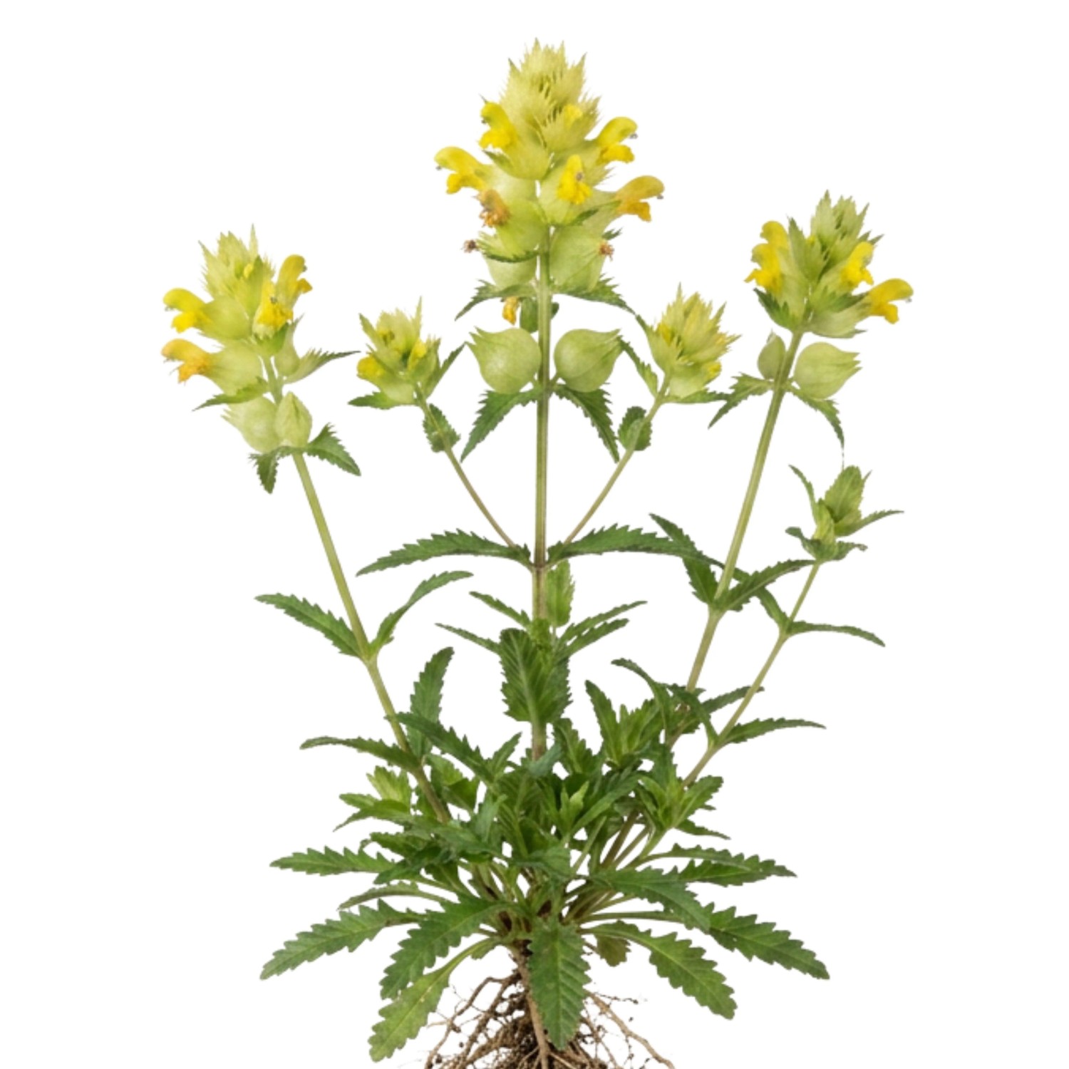 LaCaTho Zottiger Klappertopf Samen Rhinanthus Alectorolophus 2000 Samen Gelbe Blüten Wiesenblume